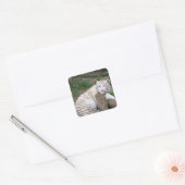 疲れて眠い白い虎の木の丸太に休む スクエアシール (封筒)