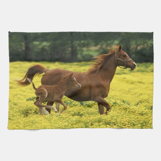 疾走するアラビアの馬と子馬 キッチンタオル (横)