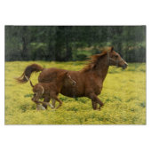 疾走するアラブの子馬と牝馬 カッティングボード (正面)