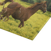 疾走するアラブの子馬と牝馬 カッティングボード (角)