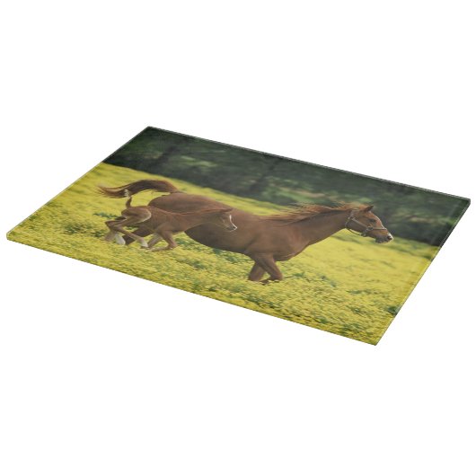 疾走するアラブの子馬と牝馬 カッティングボード (角)