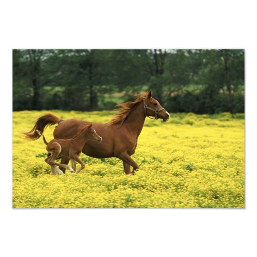 疾走するアラブの子馬と牝馬 フォトプリント            (正面)