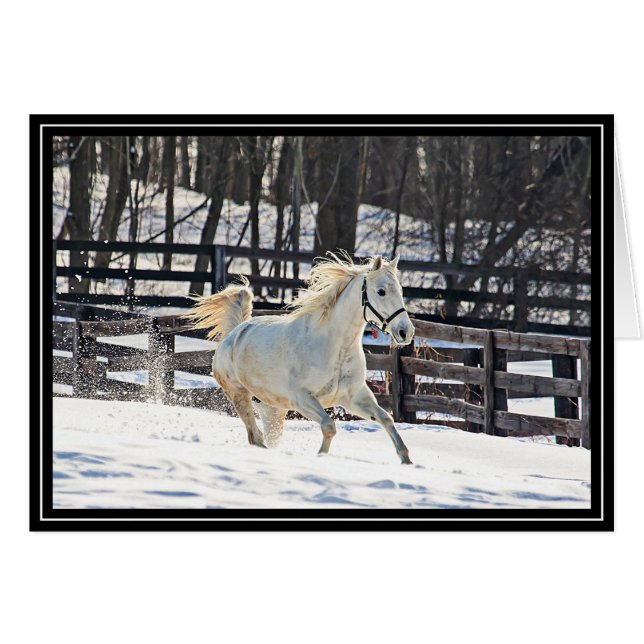 疾走する白馬 (正面横)