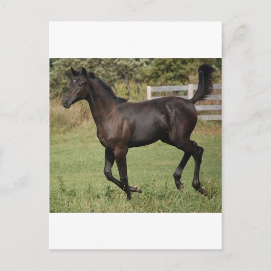 疾走する馬-2 ポストカード (正面)