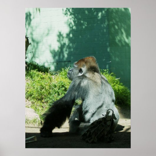 痛烈なゴリラ ポスター (正面)