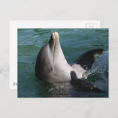 癒しのイルカ ポストカード (正面/裏面)
