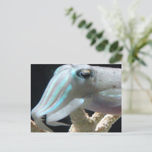 発光するイカ ポストカード (スタンド正面)