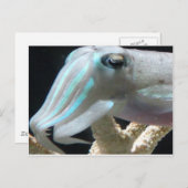 発光するイカ ポストカード (正面/裏面)