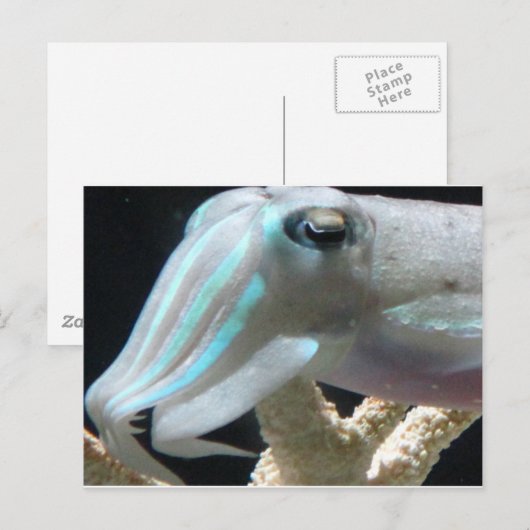 発光するイカ ポストカード (正面/裏面)