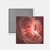 発生胚のイラストレーション マグネット (正面/裏面)