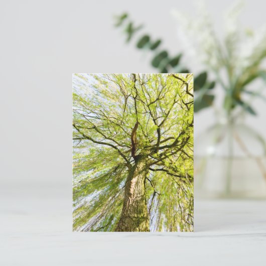 発芽柳春 ポストカード (スタンド正面)