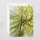 発芽柳春 ポストカード (正面/裏面)