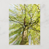 発芽柳春 ポストカード (正面)