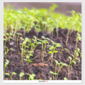 発芽草 シール (シート)