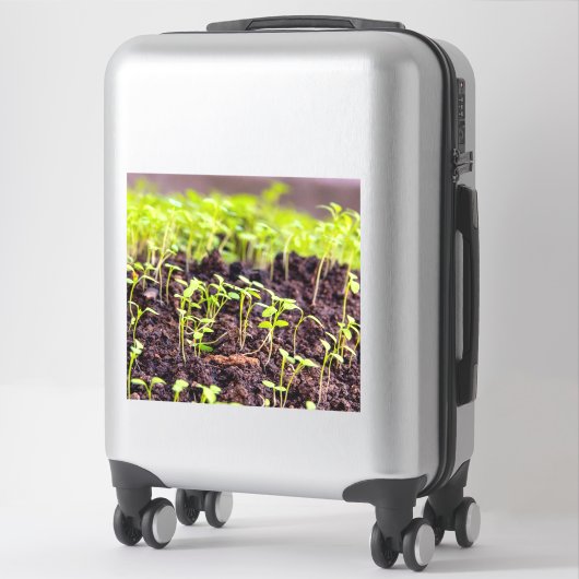 発芽草 シール (スーツケース)