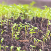 発芽草 シール (正面)