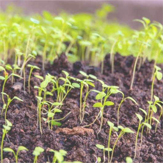 発芽草 シール (正面)