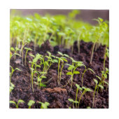 発芽草 タイル (正面)