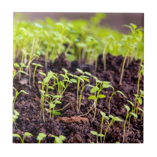 発芽草 タイル (正面)