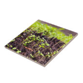 発芽草 タイル (側面)