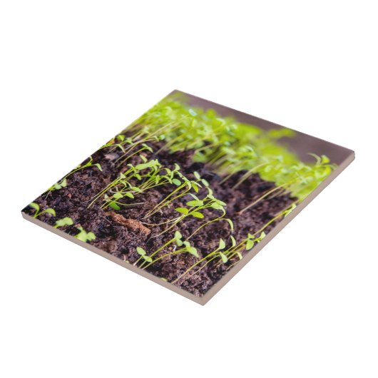 発芽草 タイル (側面)