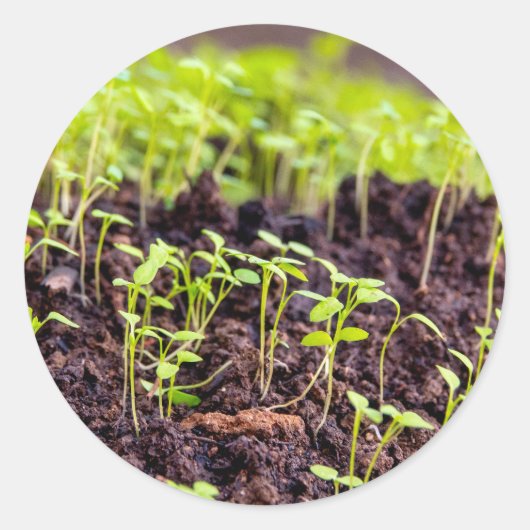 発芽草 ラウンドシール (正面)