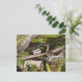 発見公園のアヒル ポストカード (スタンド正面)