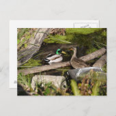 発見公園のアヒル ポストカード (正面/裏面)