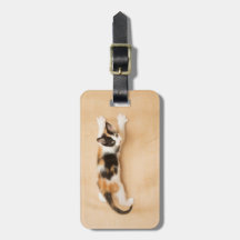 登山のさらさの子ネコ