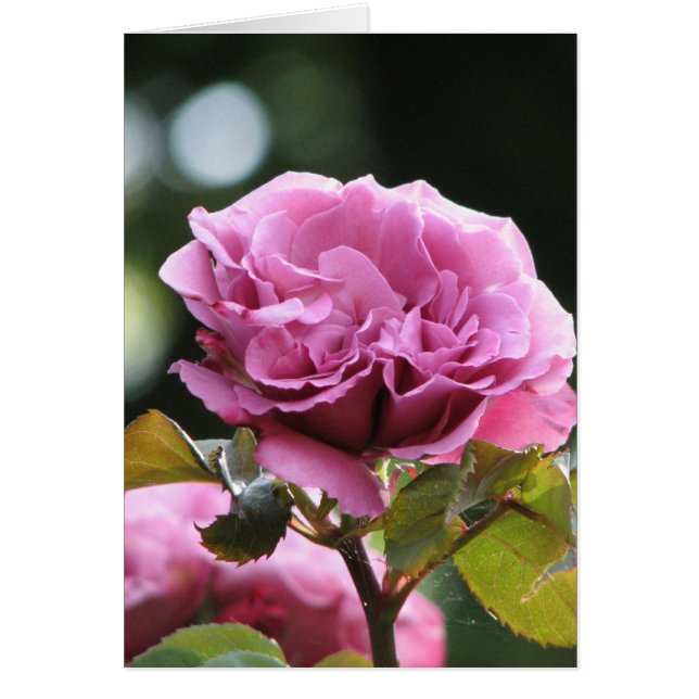 登山の天使の顔196 (正面)