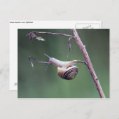 登山カタツムリ ポストカード (正面/裏面)