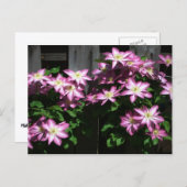 登山クレマチスパープル春の花 ポストカード (正面/裏面)