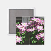 登山クレマチスパープル春の花 マグネット (正面/裏面)