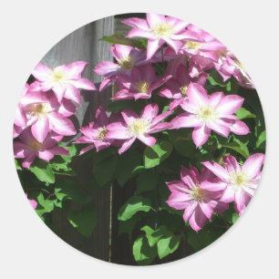 登山クレマチスパープル春の花 ラウンドシール