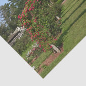 登山バラアーチエリザベスパークガーデンハートフォード 薄葉紙 (詳細)