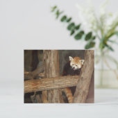 登山パンダポストカード ポストカード (スタンド正面)