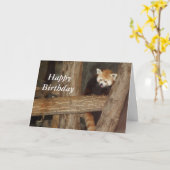 登山パンダ誕生日カード カード (黄色い花)