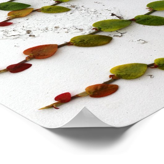 登山フィグつる植物グラデーション撮影 ポスター (角)