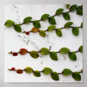 登山フィグつる植物グラデーション撮影 ポスター (正面)