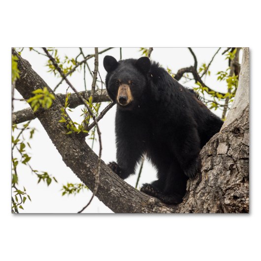 登山ブラックベア テーブルナンバー (正面)