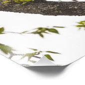 登山ブラックベア フォトプリント            (角)