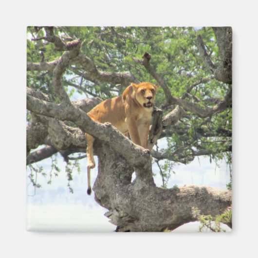 登山ライオン マグネット (正面)