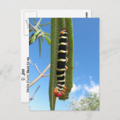 登山毛虫 ポストカード (正面/裏面)