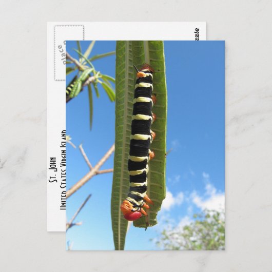 登山毛虫 ポストカード (正面/裏面)