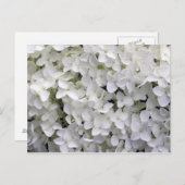 白いかわいらしあじさい接写の写真 ポストカード (正面/裏面)