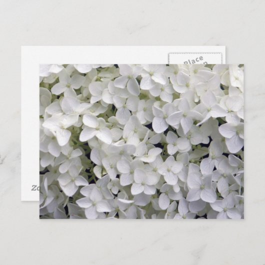 白いかわいらしあじさい接写の写真 ポストカード (正面/裏面)