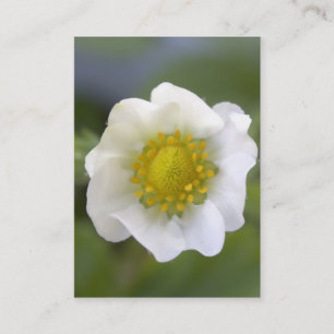 白いかわいらしいちご花の名刺。 名刺