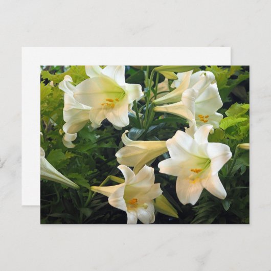 白いかわいらしイースターユリのフローラ写真 ポストカード (正面/裏面)