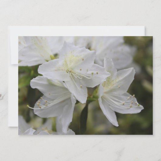 白いかわいらしツツジの花クリスチャンの結婚花 招待状 (裏面)