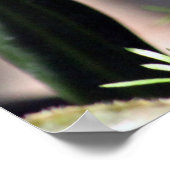 白いかわいらしフィンチの写真 ポスター (角)